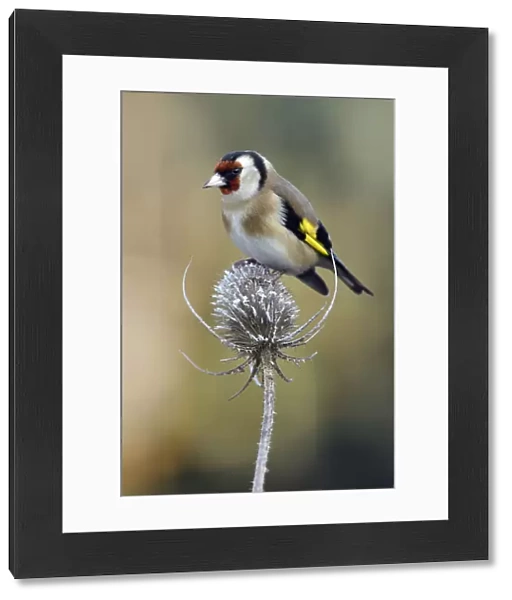 Goldfinch (Carduelis carduelis) perched on frost covered Teasel (Dipsacus fullonum)