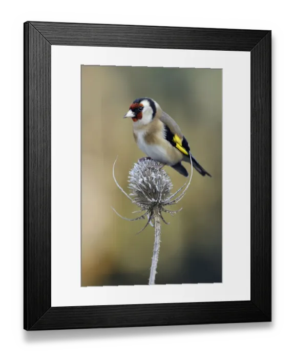 Framed Print : Goldfinch (Carduelis carduelis) perched on frost covered Teasel (Dipsacus fullonum) Framed Print : Goldfinch (Carduelis carduelis) perched on frost covered Teasel (Dipsacus fullonum)