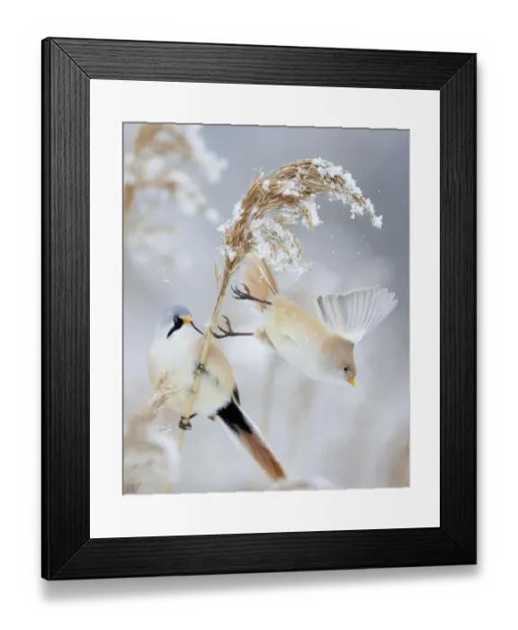 Framed Print : Bearded Tit / Reedling (Panurus biarmicus) pair, female taking off a reed, Espoo Framed Print : Bearded Tit / Reedling (Panurus biarmicus) pair, female taking off a reed, Espoo