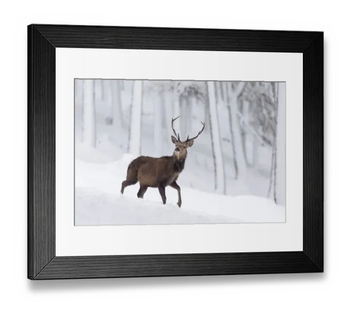 Framed Print : Red Deer stag (Cervus elaphus) in snow-covered pine forest, Cairngorms National Park, Scotland, UK Framed Print : Red Deer stag (Cervus elaphus) in snow-covered pine forest, Cairngorms National Park, Scotland, UK