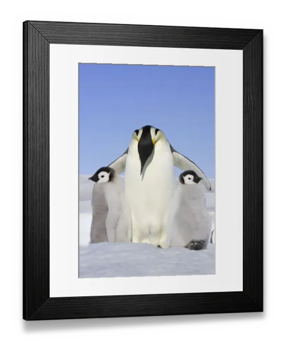 Framed Print : Emperor penguin (Aptenodytes forsteri), adult with two chicks, Snow Hill Island Framed Print : Emperor penguin (Aptenodytes forsteri), adult with two chicks, Snow Hill Island