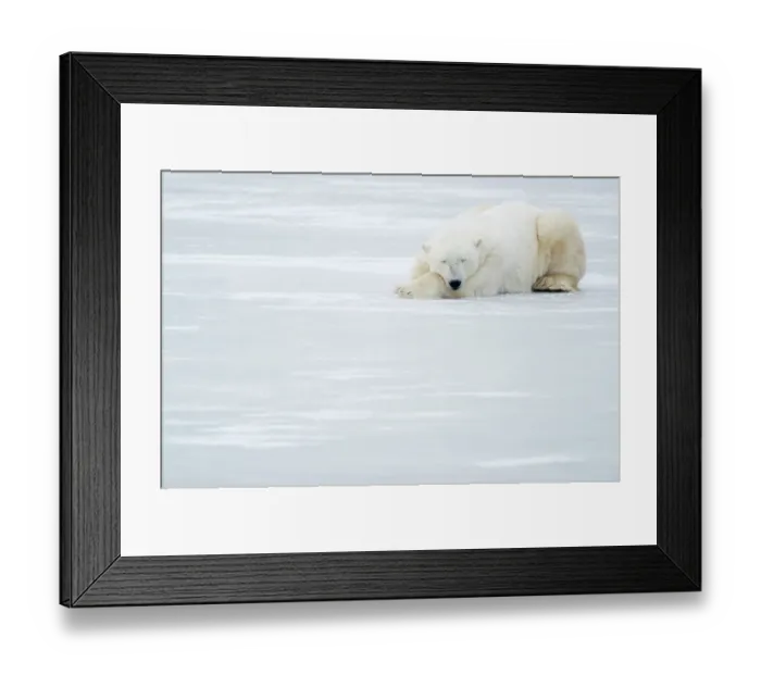 Framed Print : Polar Bear (Ursus maritimus) sleeping, Churchill, Canada, November