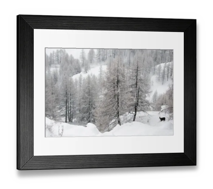 Framed Print : Alpine chamois (Rupicapra rupicapra rupicapra) in winter landscape with snow covered trees Framed Print : Alpine chamois (Rupicapra rupicapra rupicapra) in winter landscape with snow covered trees
