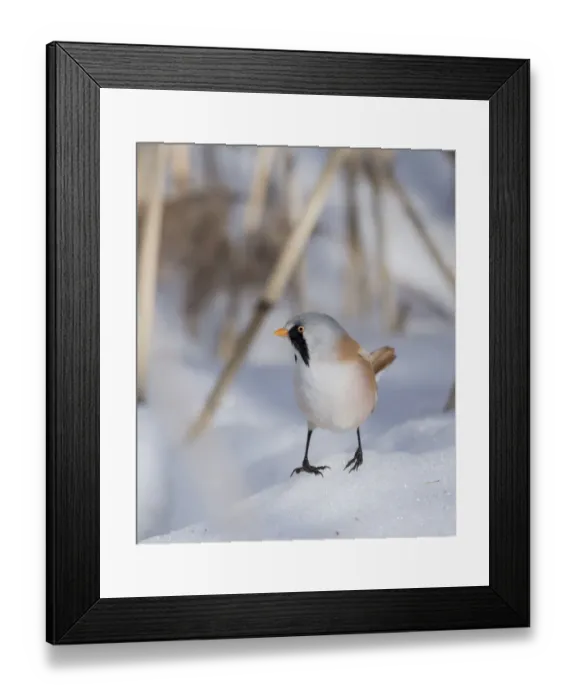 Framed Print : Bearded reedling  /  tit (Panurus biarmicus), male, Finland, March