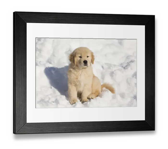 Framed Print : Golden Retriever pup in snow, Holland, Massachusetts, USA Framed Print : Golden Retriever pup in snow, Holland, Massachusetts, USA