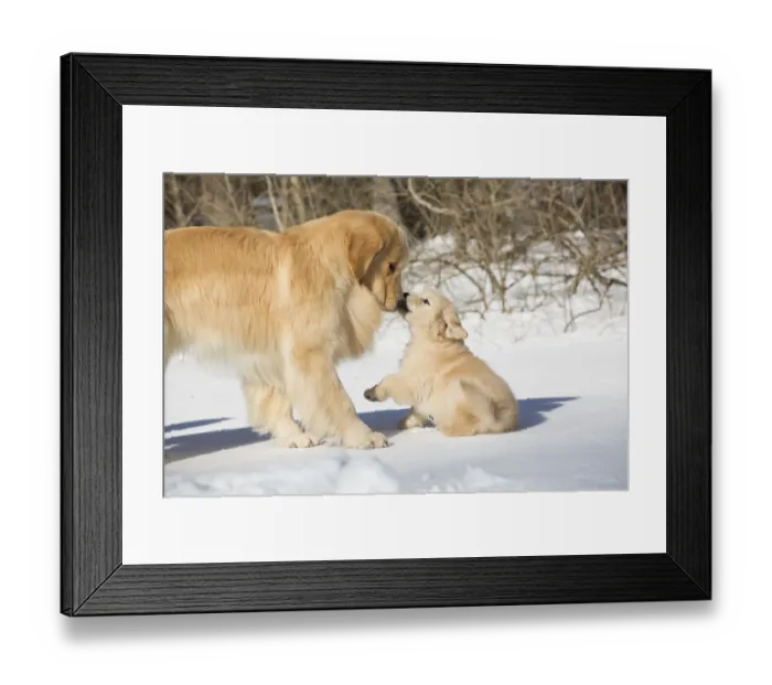 Framed Print : Golden Retriever mother and pup in snow, Holland, Massachusetts, USA Framed Print : Golden Retriever mother and pup in snow, Holland, Massachusetts, USA