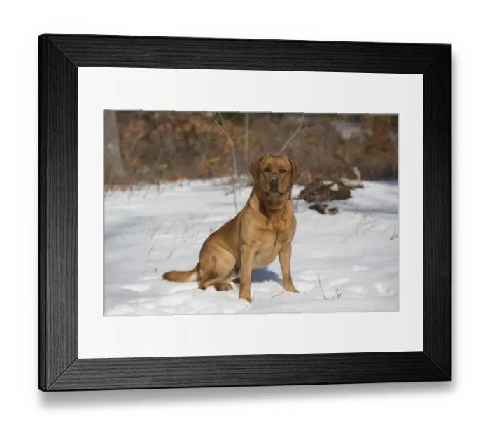 Framed Print : Labrador Retriever ( Red Fox variety) in snowy field at edge of woodland Framed Print : Labrador Retriever ( Red Fox variety) in snowy field at edge of woodland