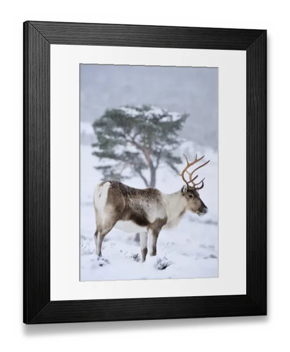 Framed Print : Reindeer (Rangifer tarandus) female from reintroduced herd on Cairngorm Mountains Framed Print : Reindeer (Rangifer tarandus) female from reintroduced herd on Cairngorm Mountains