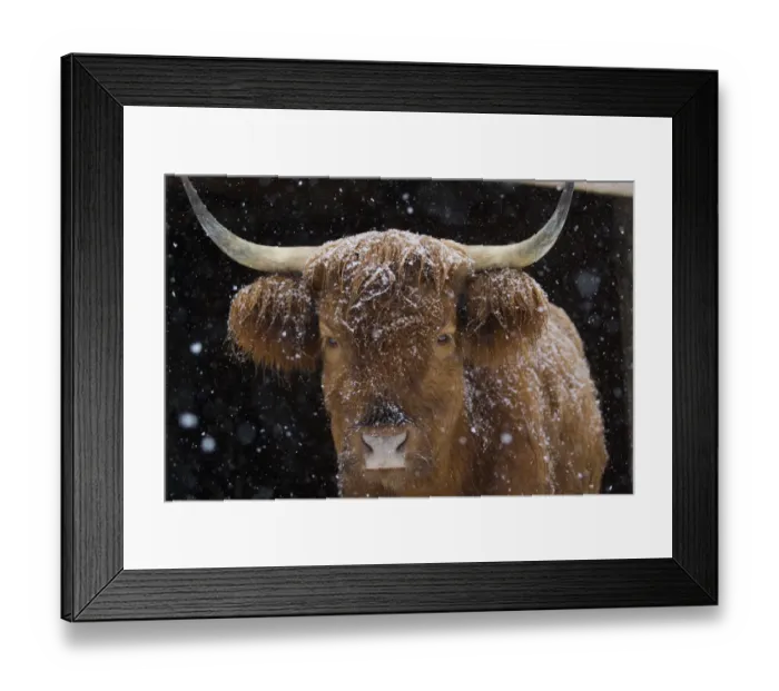 Framed Print : Scotch Highland cow in barn, peering out into snow, Madison, Connecticut, USA. February Framed Print : Scotch Highland cow in barn, peering out into snow, Madison, Connecticut, USA. February