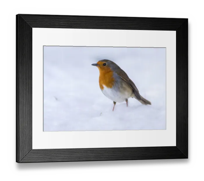 Framed Print : Robin (Erithacus rubecula) in the snow, Broxwater, Cornwall, UK. March Framed Print : Robin (Erithacus rubecula) in the snow, Broxwater, Cornwall, UK. March