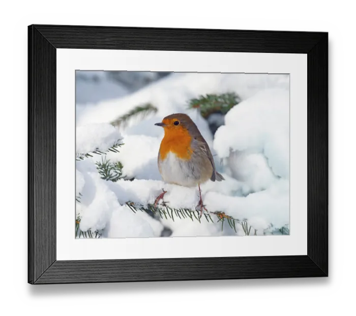Framed Print : Robin (Erithacus rubecula) in snow, Norfolk, England, UK, February Framed Print : Robin (Erithacus rubecula) in snow, Norfolk, England, UK, February