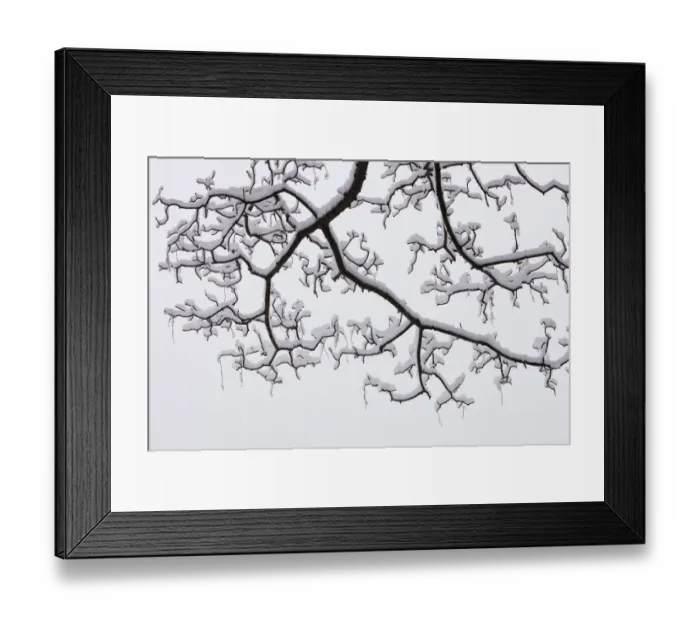 Framed Print : Trees covered in winter snow in Ambleside, Cumbria, UK. December 2009