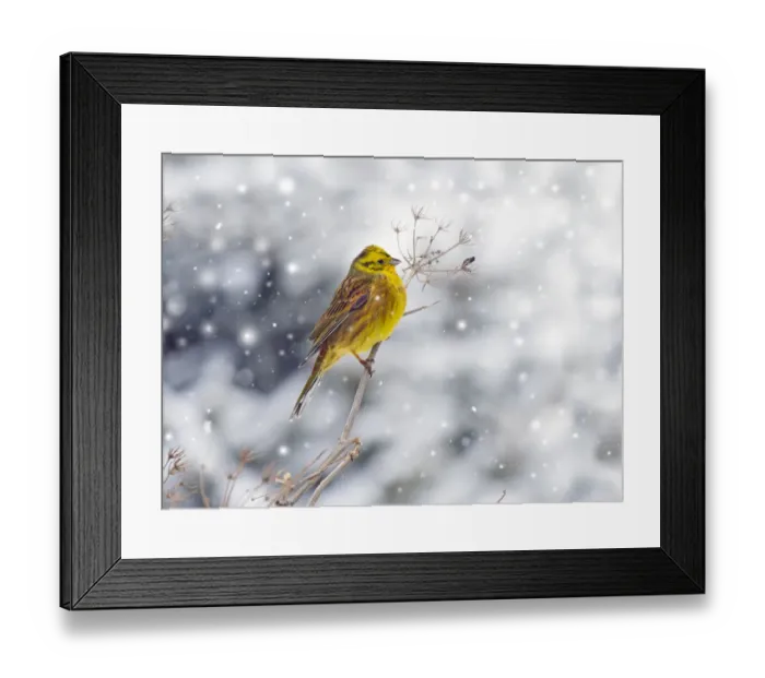 Framed Print : Yellowhammer (Emberiza citrinella) in winter snow. Norfolk, England, UK. February Framed Print : Yellowhammer (Emberiza citrinella) in winter snow. Norfolk, England, UK. February