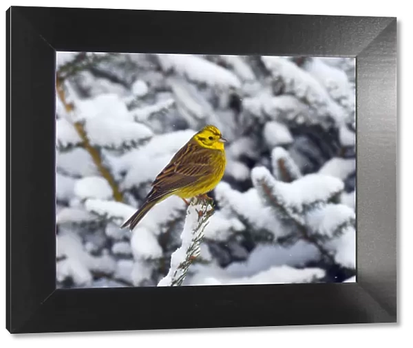 Yellowhammer (Emberiza citrinella) perched in snow covered conifer, Norfolk, England, UK