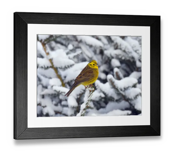 Framed Print : Yellowhammer (Emberiza citrinella) perched in snow covered conifer, Norfolk, England, UK Framed Print : Yellowhammer (Emberiza citrinella) perched in snow covered conifer, Norfolk, England, UK