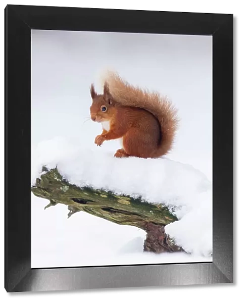 RF - Red Squirrel (Sciurus vulgaris) on log in snow. Scotland, UK. December