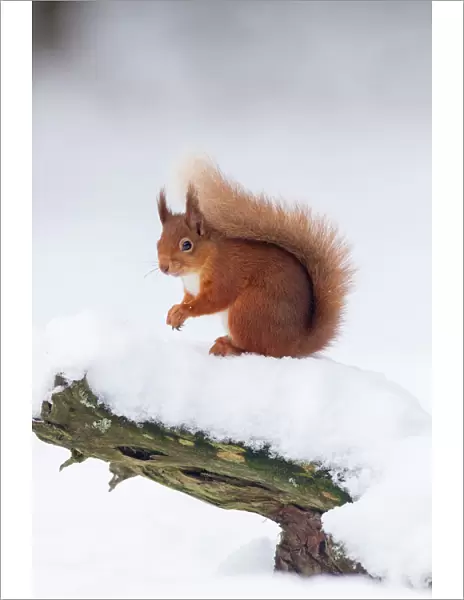 RF - Red Squirrel (Sciurus vulgaris) on log in snow. Scotland, UK. December