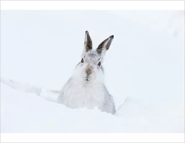 Mountain hare (Lepus timidus) adult resting in snow hole, Scotland, UK, February