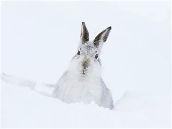 Mountain hare (Lepus timidus) adult resting in snow hole, Scotland, UK, February