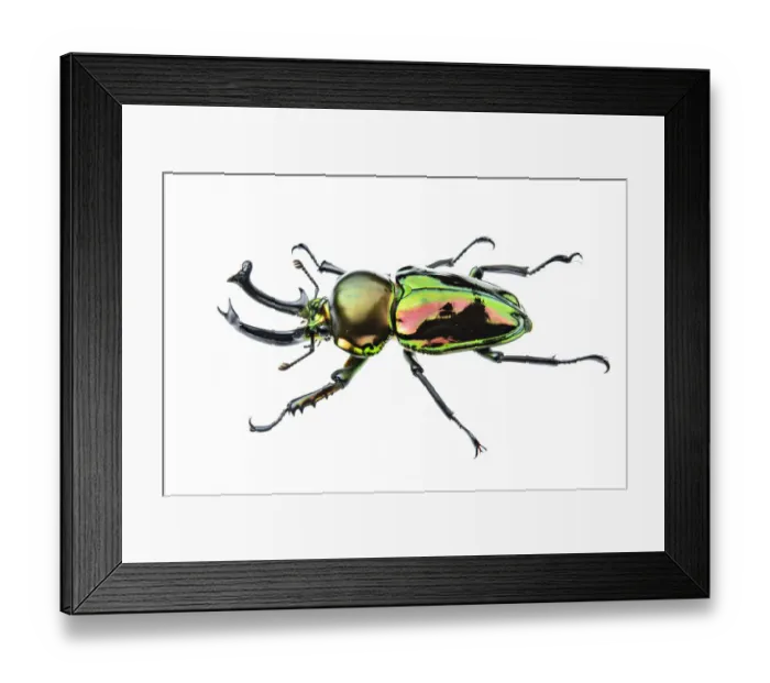 Framed Print : Golden green stag beetle (Lamprima sp. ), adult male with big mandibles and a shiny Framed Print : Golden green stag beetle (Lamprima sp. ), adult male with big mandibles and a shiny
