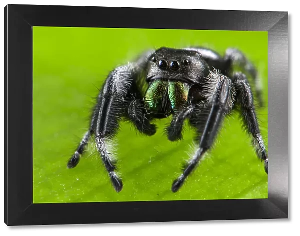 Regal jumping spider (Phidippus regius) captive male with iridescent fangs. Italy
