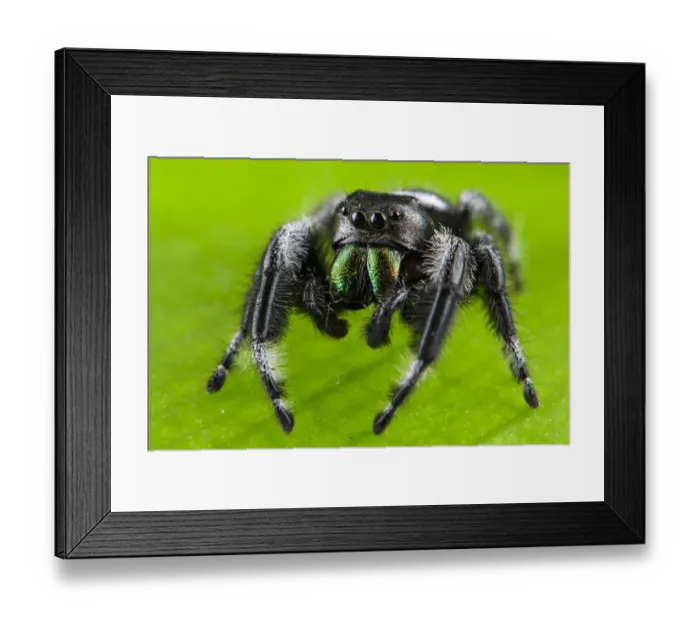 Framed Print : Regal jumping spider (Phidippus regius) captive male with iridescent fangs. Italy Framed Print : Regal jumping spider (Phidippus regius) captive male with iridescent fangs. Italy