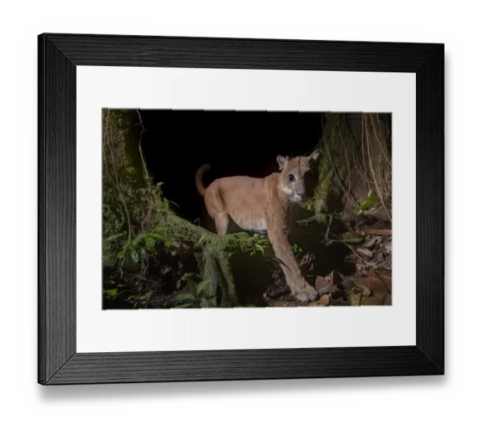 Framed Print : Puma (Puma concolor) in Choco rainforest, Ecuador Framed Print : Puma (Puma concolor) in Choco rainforest, Ecuador
