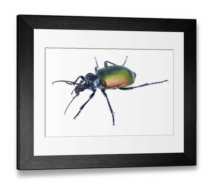 Framed Print : Carabid beetle (Calosoma sycophanta) on white backlit background, Antola Regional Park Framed Print : Carabid beetle (Calosoma sycophanta) on white backlit background, Antola Regional Park
