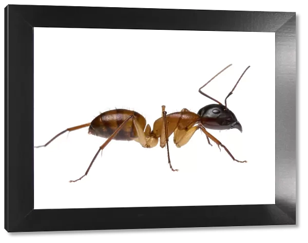Brown bearded sugar ant (Camponotus terebrans) William Bay National Park, Western Australia