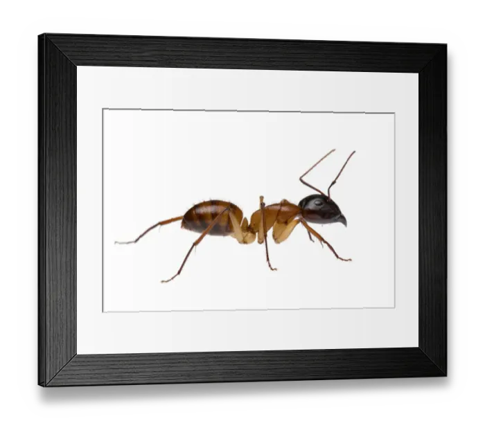 Framed Print : Brown bearded sugar ant (Camponotus terebrans) William Bay National Park, Western Australia Framed Print : Brown bearded sugar ant (Camponotus terebrans) William Bay National Park, Western Australia
