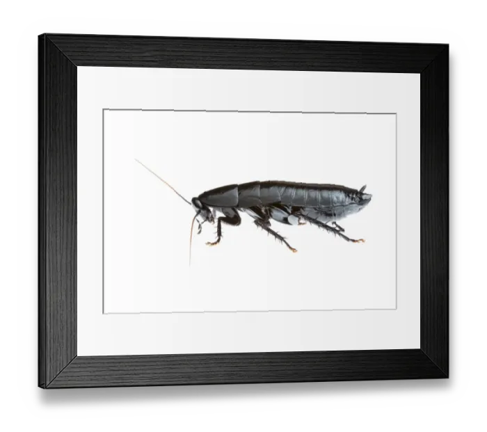Framed Print : Black cockroach (Polyzosteriinae) Torndirrup National Park, Western Australia. Meetyourneighbours Framed Print : Black cockroach (Polyzosteriinae) Torndirrup National Park, Western Australia. Meetyourneighbours