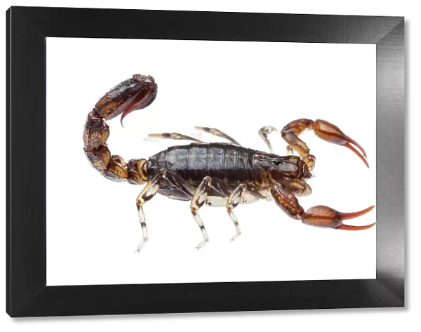 Wood scorpion (Cercophonius sp) William Bay National Park, Western Australia. Meetyourneighbours