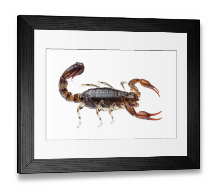 Framed Print : Wood scorpion (Cercophonius sp) William Bay National Park, Western Australia. Meetyourneighbours Framed Print : Wood scorpion (Cercophonius sp) William Bay National Park, Western Australia. Meetyourneighbours