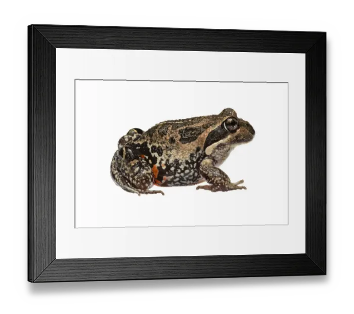 Framed Print : Western banjo frog (Limnodynastes dorsalis) William Bay National Park, Western Australia Framed Print : Western banjo frog (Limnodynastes dorsalis) William Bay National Park, Western Australia