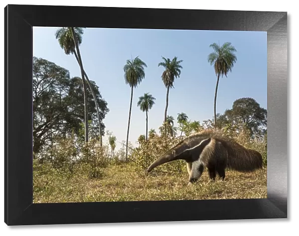 Giant anteater (Myrmecophaga tridactyla) foraging in palm savannah grasslands. Southern Pantanal