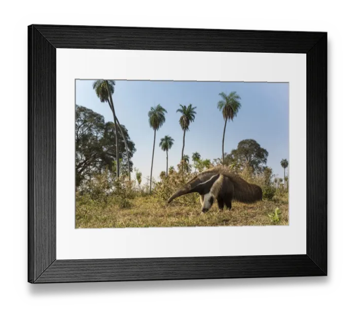 Framed Print : Giant anteater (Myrmecophaga tridactyla) foraging in palm savannah grasslands. Southern Pantanal Framed Print : Giant anteater (Myrmecophaga tridactyla) foraging in palm savannah grasslands. Southern Pantanal