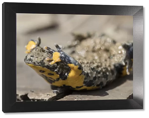 Yellow-bellied toad (Bombina variegata) in defensive posture showing warning colours