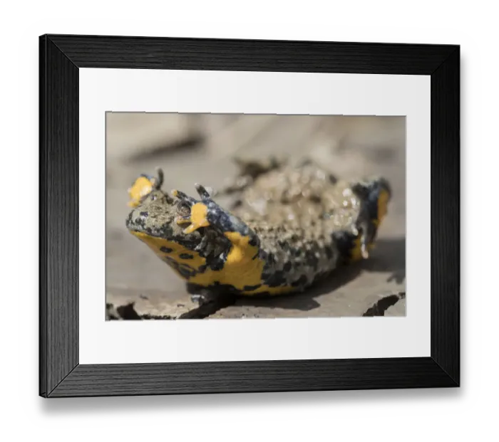 Framed Print : Yellow-bellied toad (Bombina variegata) in defensive posture showing warning colours Framed Print : Yellow-bellied toad (Bombina variegata) in defensive posture showing warning colours