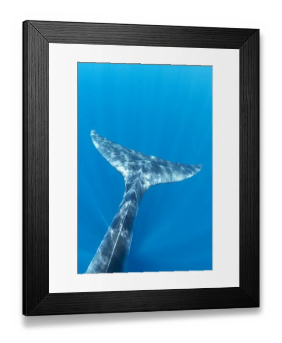 Framed Print : Brydes whale (Balaenoptera edeni) tail, Trincomalee, Eastern Province, Sri Lanka Framed Print : Brydes whale (Balaenoptera edeni) tail, Trincomalee, Eastern Province, Sri Lanka