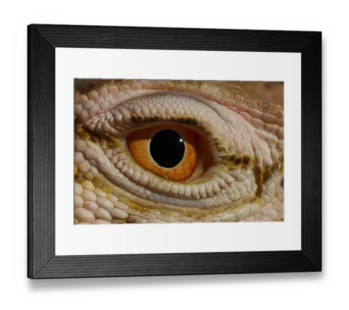 Framed Print : Desert monitor (Varanus griseus griseus) occurs in Sahara Desert. Controlled conditions