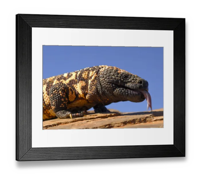 Framed Print : Gila monster (Heloderma suspectum) Arizona, USA. Captive Framed Print : Gila monster (Heloderma suspectum) Arizona, USA. Captive