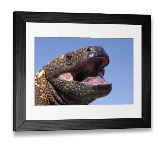 Framed Print : Gila monster (Heloderma suspectum) Arizona, USA. Captive Framed Print : Gila monster (Heloderma suspectum) Arizona, USA. Captive
