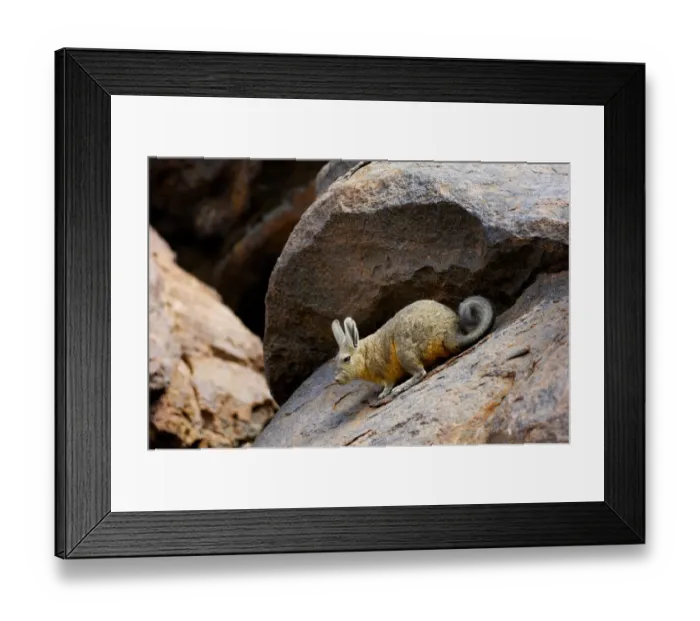 Framed Print : Southern viscacha (Lagidium viscacia) near Laguna Colorada, Bolivia Framed Print : Southern viscacha (Lagidium viscacia) near Laguna Colorada, Bolivia