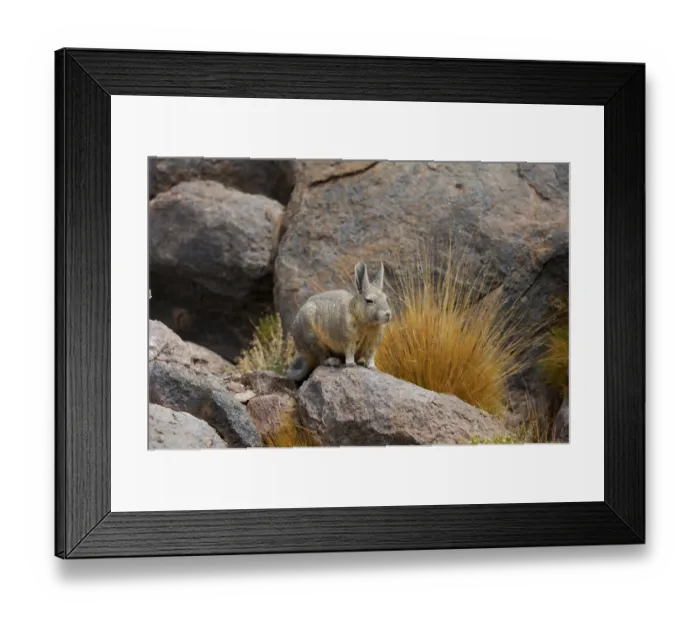 Framed Print : Southern viscacha (Lagidium viscacia) near Laguna Colorada, Bolivia Framed Print : Southern viscacha (Lagidium viscacia) near Laguna Colorada, Bolivia