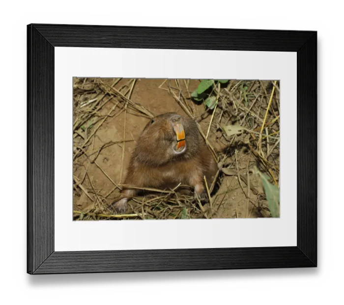 Framed Print : Conovers tuco-tuco (Ctenomys conoveri) digging burrow Kaa-Iya National Park, Bolivia Framed Print : Conovers tuco-tuco (Ctenomys conoveri) digging burrow Kaa-Iya National Park, Bolivia