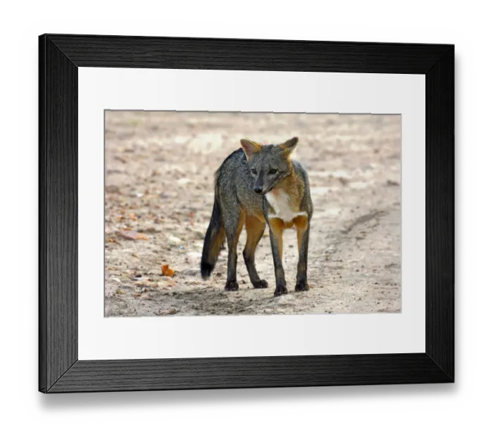 Framed Print : Crab-eating fox (Cerdocyon thous) Kaa-Lya National Park, South East Bolivia Framed Print : Crab-eating fox (Cerdocyon thous) Kaa-Lya National Park, South East Bolivia