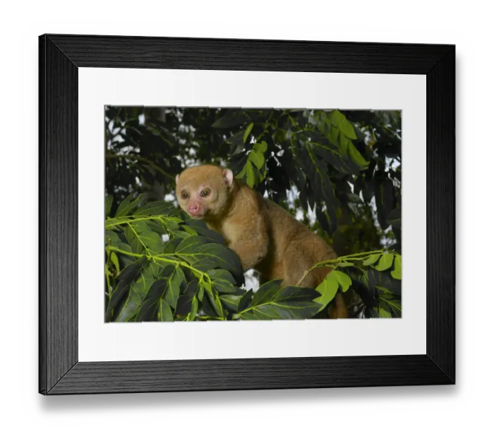Framed Print : Potto (Perodicticus potto) in tree, Togo. Captive Framed Print : Potto (Perodicticus potto) in tree, Togo. Captive