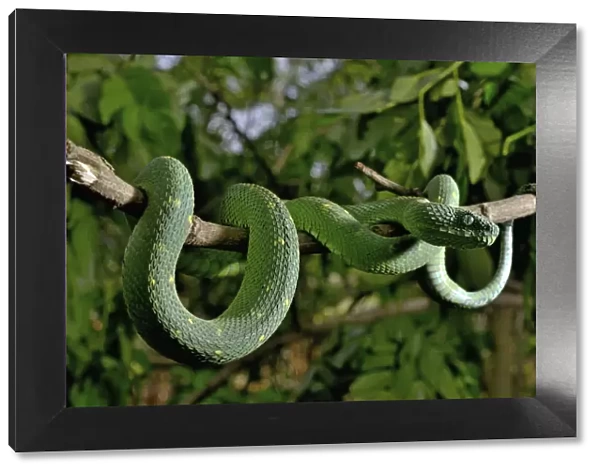 West African tree viper (Atheris chlorechis) on branch Togo. Controlled conditions