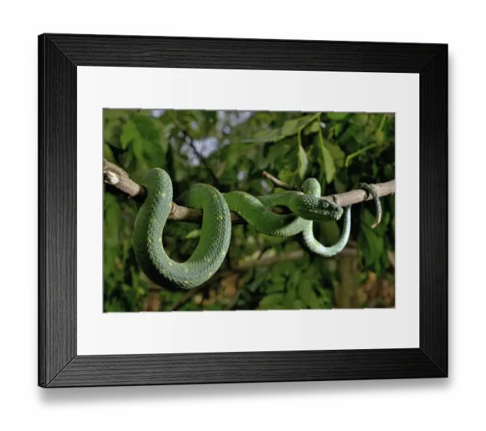 Framed Print : West African tree viper (Atheris chlorechis) on branch Togo. Controlled conditions Framed Print : West African tree viper (Atheris chlorechis) on branch Togo. Controlled conditions