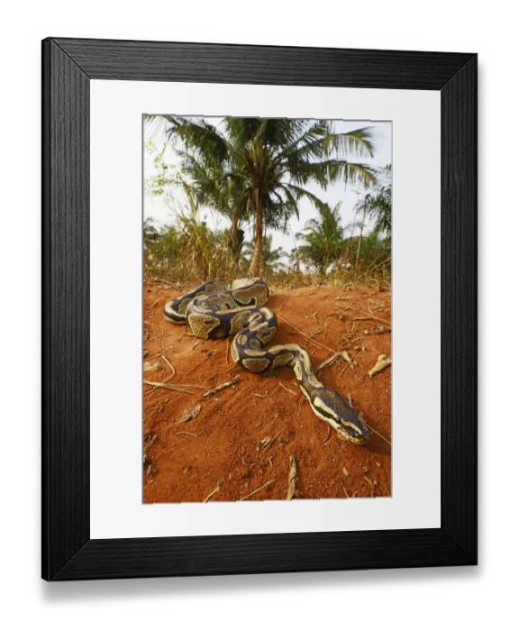 Framed Print : Royal python (Python regius) Togo. Controlled conditions Framed Print : Royal python (Python regius) Togo. Controlled conditions